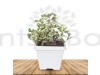 Ficus Triangularis Variegated