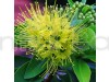 First Love Green Yellow Plant 