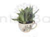 Exotic Sansevieria "Siam Silver"