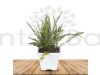 Sword Fern