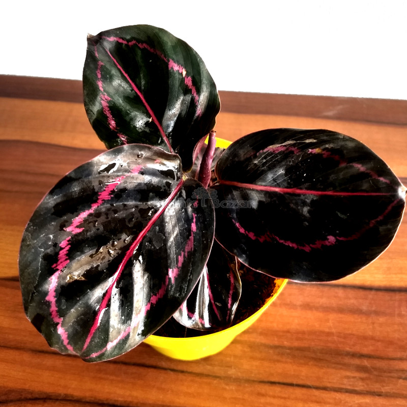 Calathea Roseopicta Dottie