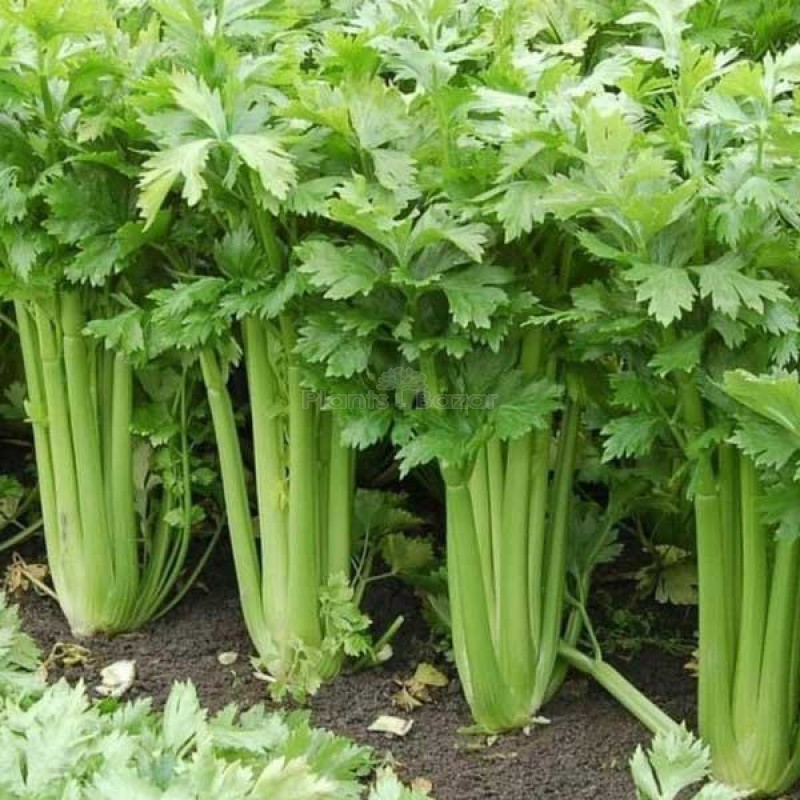 Buy Celery Imported Celery Tall Utah Vegetable Seeds Online at Plants Bazar