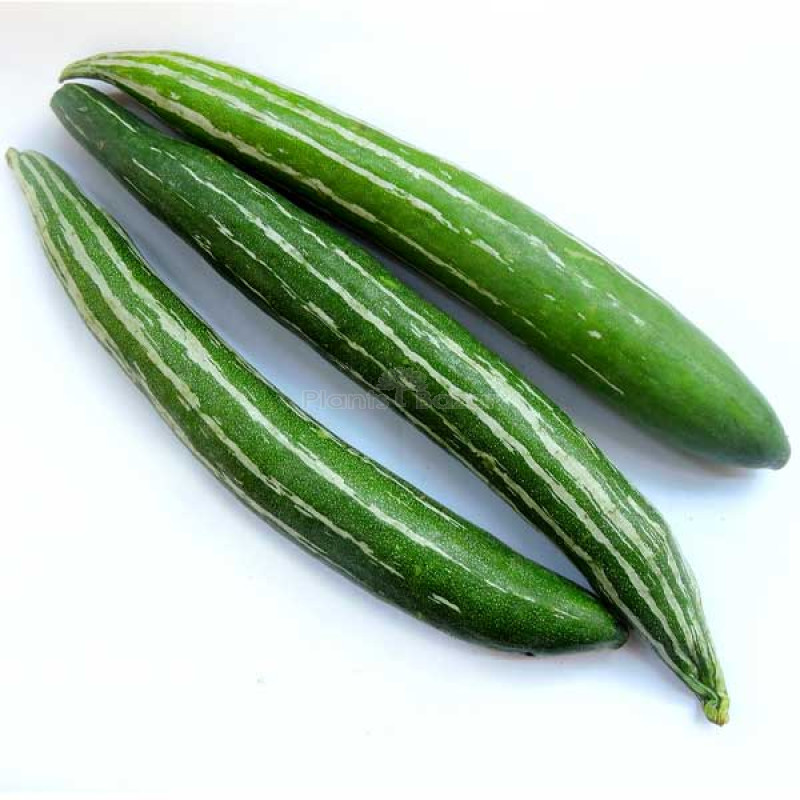Snake Veg