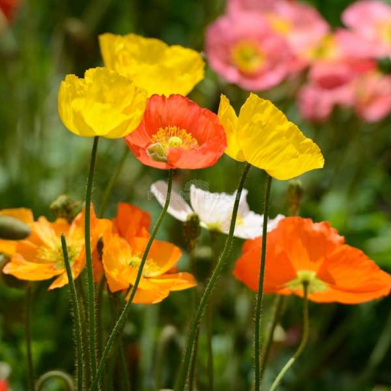 Buy Poppy Iceland Nudicale Mixed Color Flowering Seeds Online at Plants