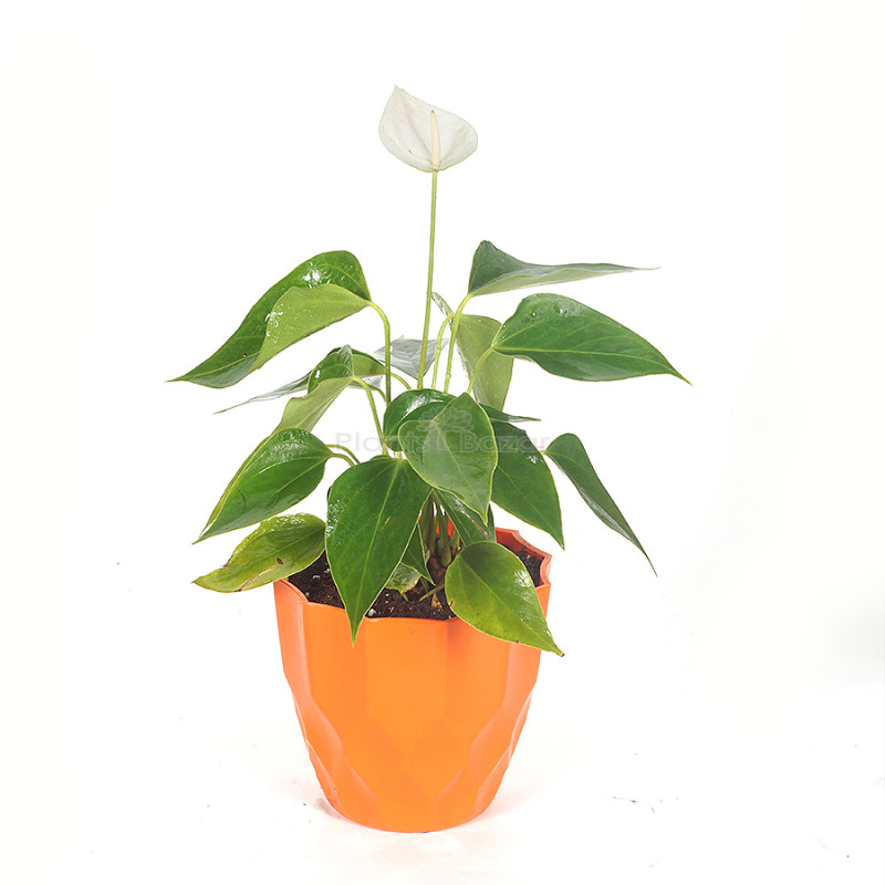 Buy Anthurium White Plant Online At Plants Bazar