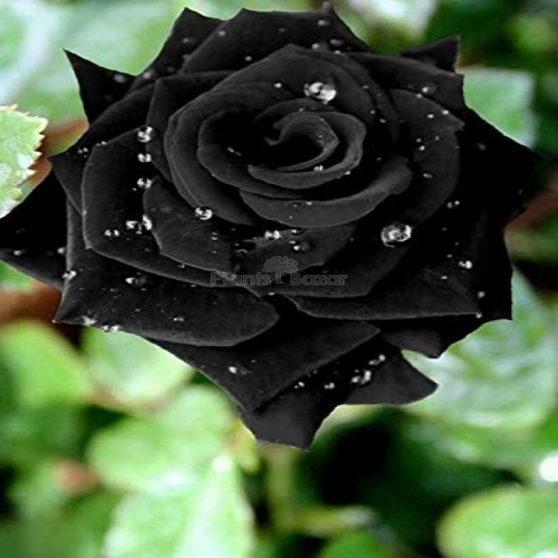 Black Rose Grafted Plant