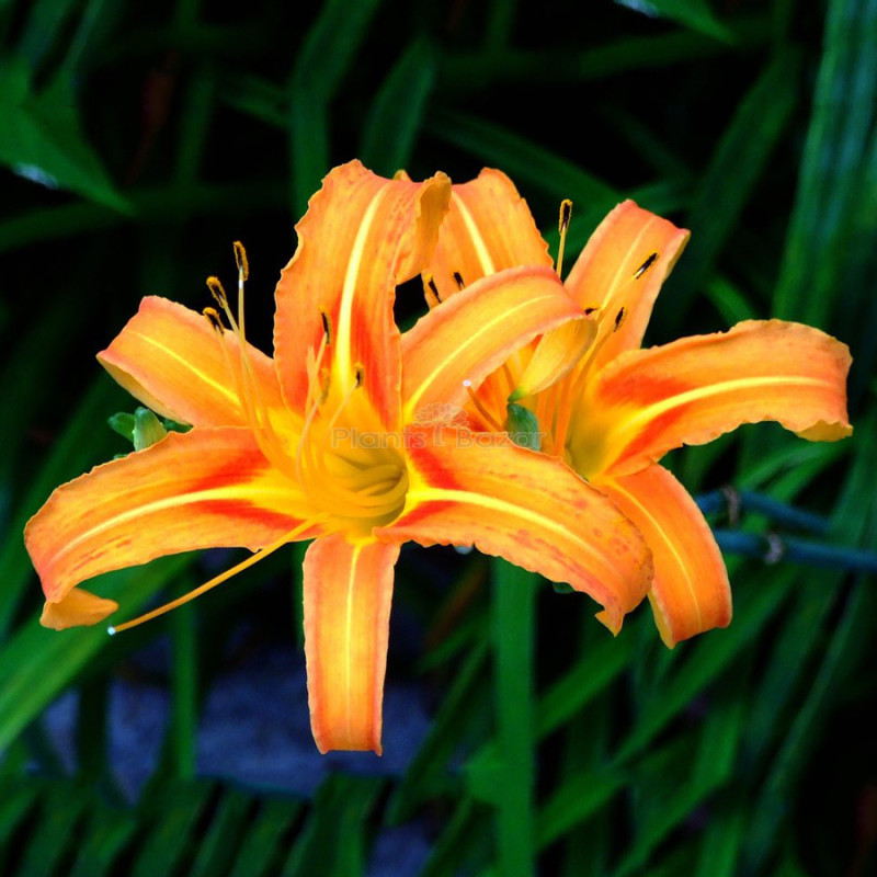 Buy Daylily Orange Color Flower Bulbs Online at Plants Bazar