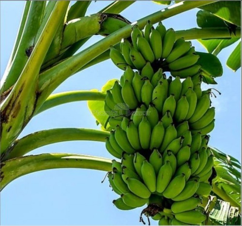 Tissue Culture Banana Plant